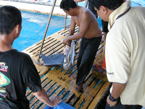 Hook 2011